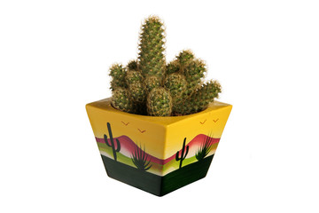 cactus pot jaune