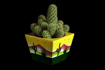 cactus pot jaune
