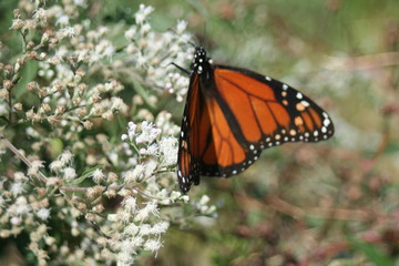 butterfly on bush 2