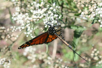butterfly on bush 1
