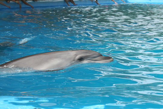 shy dolphin