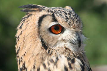 owl