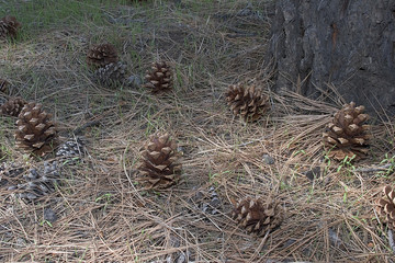 forest floor