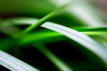 herbe douce