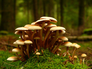 Fototapete bei efototapeten.de bestellen   