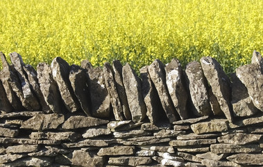 dry stone wall field of oil seed rape