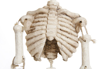 isolated skeleton