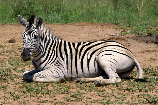 steppenzebra