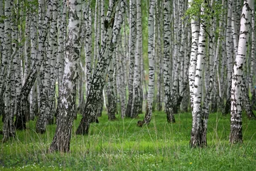 Fotobehang berken hout © Vladimir Melnik