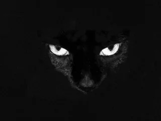 Foto auf Acrylglas Panther schwarze Katzenaugen