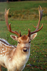 close-up shot of the fallow deer