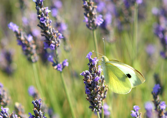 Papillon et fleurs de lavandes