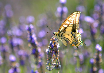 Papillon machaon sur fleur de lavande