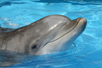curious dolphin