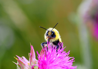 Abeille butinant