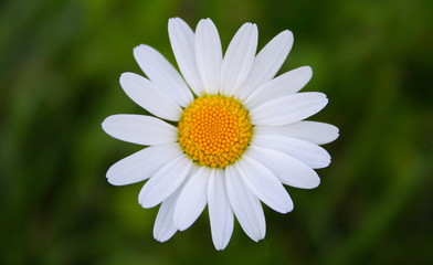 Obraz premium margherita