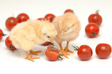 chickens