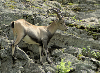 alpine ibex 6 (01389_1)