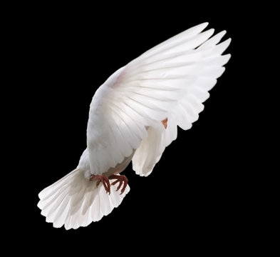 white dove in flight 4
