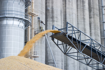 surplus corn piled on the ground