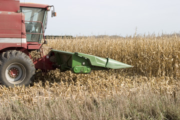attacking the corn
