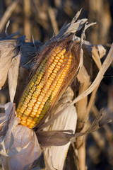 corn ready for harvest