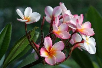 Fototapeta premium plumeria / frangipani flowers