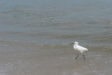 the ecuadorian white heron on pacific ocean