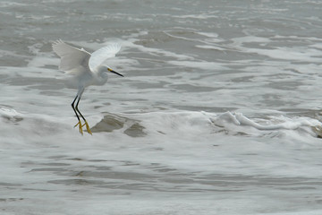 the fly of ecuadorian white heron on pacific ocean