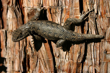 lizard of bark