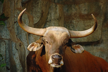 bull's head