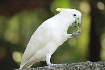 cockatoo