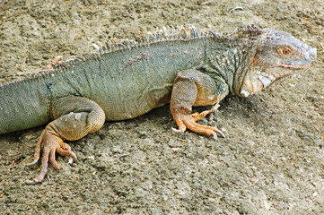 green iguana