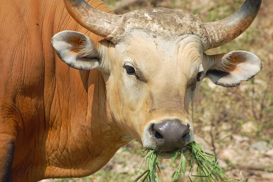 asian banteng