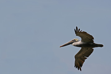 the ecuadorian pelican