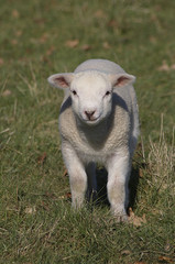 young lamb