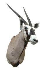 gemsbok (oryx gazella) mount