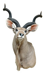 Fototapeta premium kudu mount