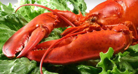 lobster