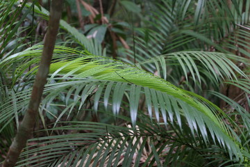 palmiers en sous bois bornéo