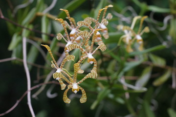 orchidées tigrées bornéo