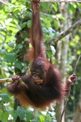 orang outan jouant avec une canne à sucre
