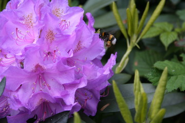 hummel im anflug