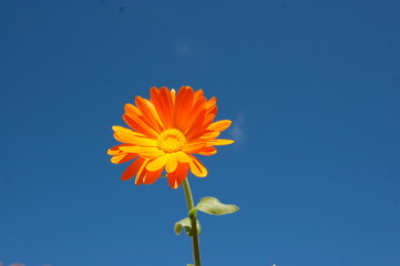 fleur © Indigo