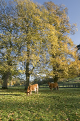 chateau impney estate