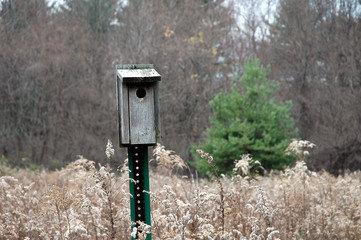 bird h ouse