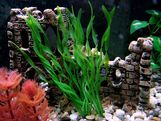aquarium