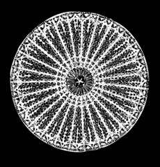 vectorial representation of a diatom