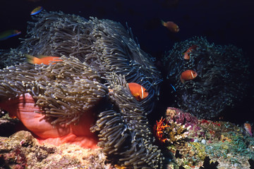 anemone