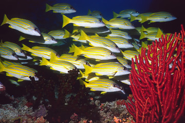 school of snapper